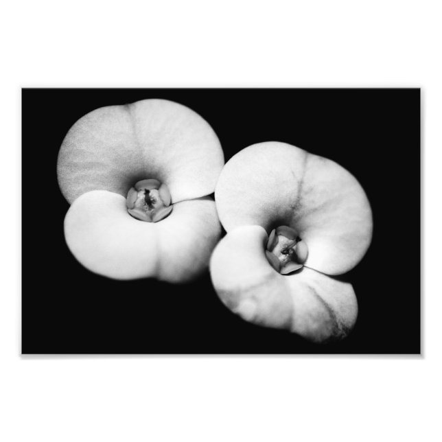 Foto corona de espinas (Frente)