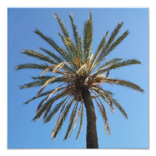 Foto corona de una palmera