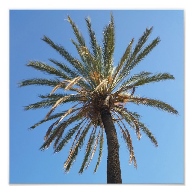 Foto corona de una palmera (Frente)