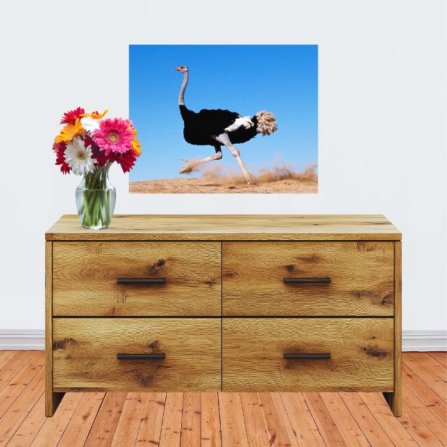 Foto Corre Avestruz Corre 20x16 (Run Ostrich Run 20x16 Photo Print)