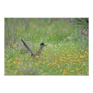 Foto Correcaminos Grande, Geococcyx