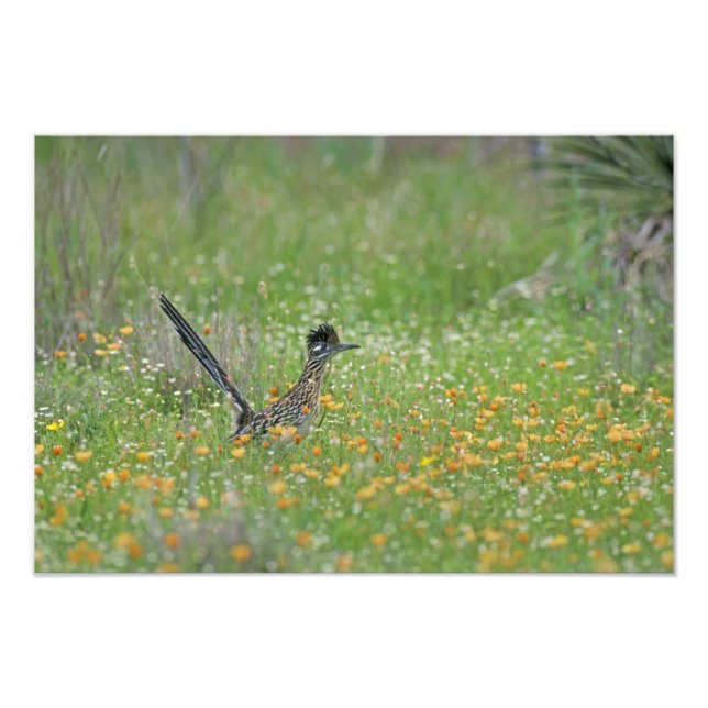 Foto Correcaminos Grande, Geococcyx (Frente)