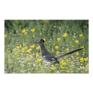 Foto Correcaminos Grande, Geococcyx californianus,