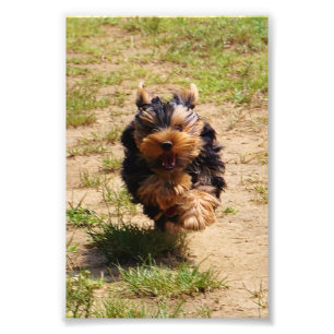 Foto corriendo de Yorkshire Terrier