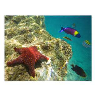 Foto Cortez Rainbow Wrasse machos y hembras y mar