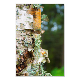 Foto Corteza de descascarillado de árbol de birch, Main