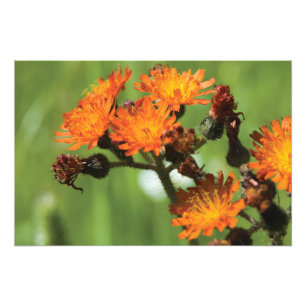 Foto Cosas salvajes naranja Hawkweed
