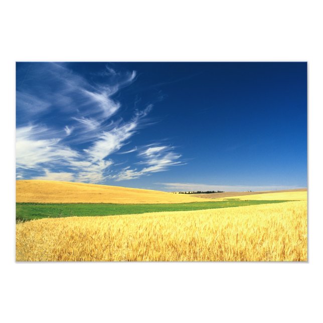 Foto Cosecha de trigo en Palouse en el este (Frente)