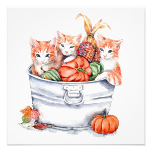 Foto Cosecha gatitos