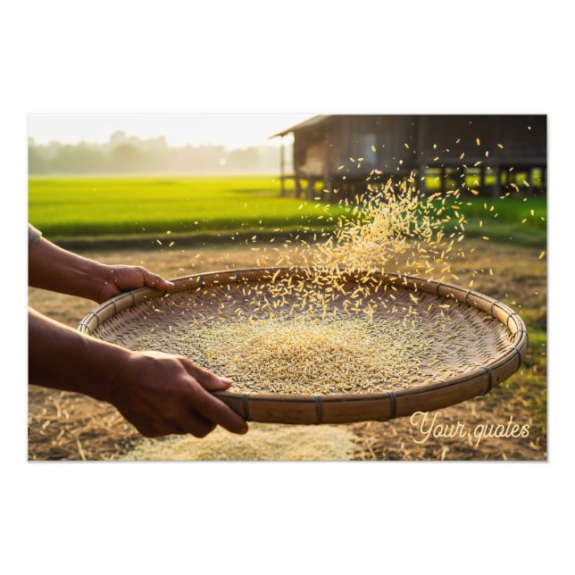 Foto Cosecha Granos, Campo de Arroz (Frente)