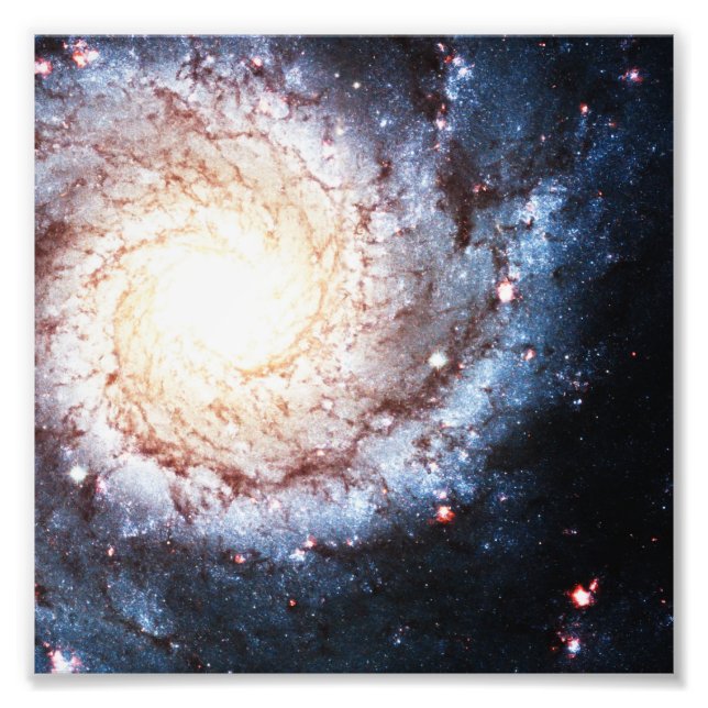 Foto Cosmos coloridos (Frente)