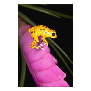 Foto Costa Rica. Cierre de la rana de dardo venenosa