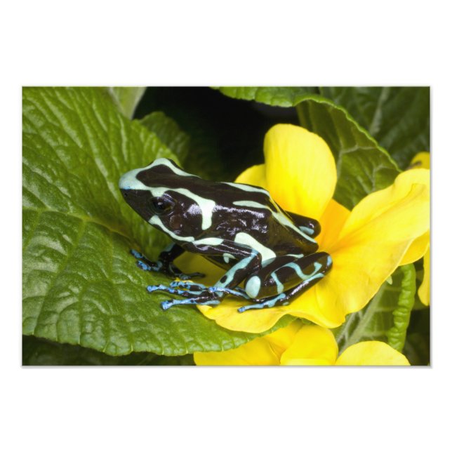 Foto Costa Rica, Península de Osa (Frente)