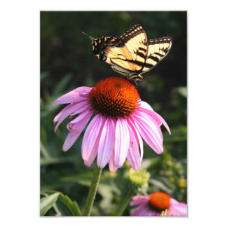 Foto Costilla de cruz amarilla en el Coneflower