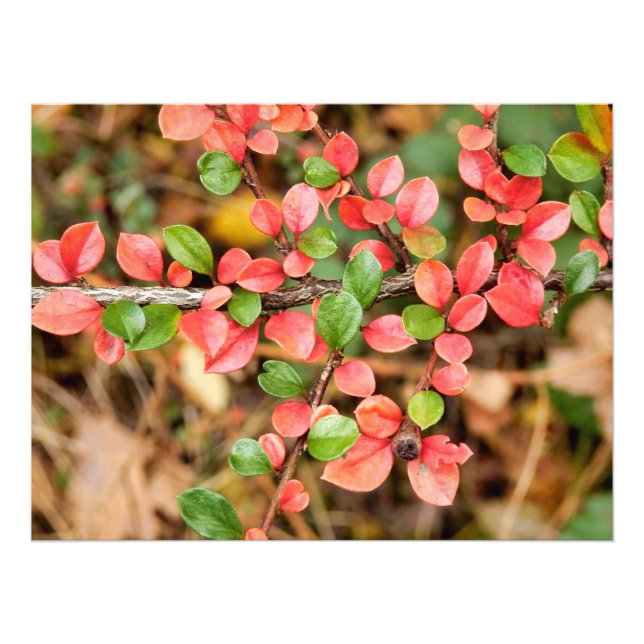 Foto Cotoneaster horizontalis (Frente)