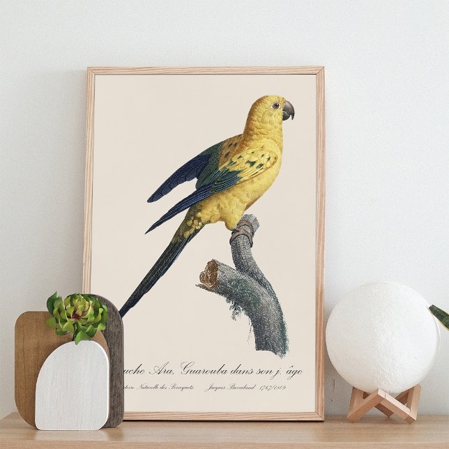 Foto Cotorra del Sol o Aratinga solstitialis (Guarouba dans sons jeune age / Sun parakeet. Photo Print)