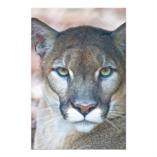 Foto Cougar, león de montaña, pantera de Florida, Puma (Frente)