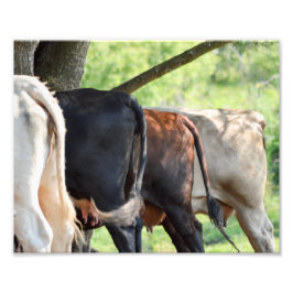 Foto Cow Butts