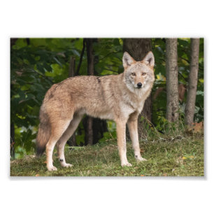 Foto Coyote Beautiful