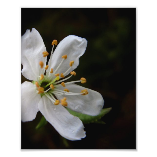 Foto Crabapple Blossom (Frente)