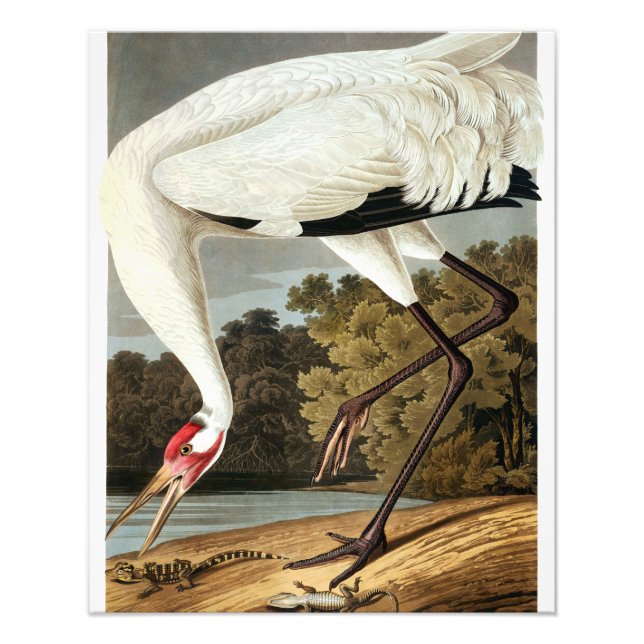 Foto Crana de Whooping de John James Audubon (Frente)