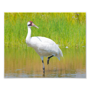 Foto Crana Wading Wading en Marsh