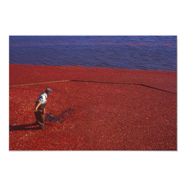 Foto Cranberry Harvest, Middleboro, MAMÁES, Estados Uni (Frente)
