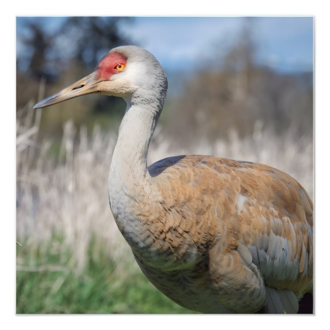 Foto Crane View (Frente)