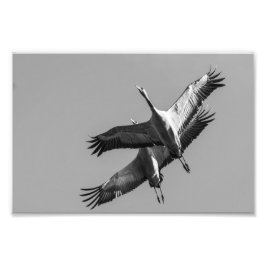 Foto Cranes
