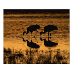 Foto Cranes Silhouetted by the Sunset