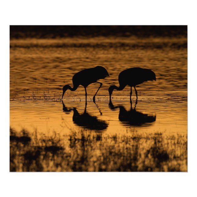 Foto Cranes Silhouetted by the Sunset (Frente)
