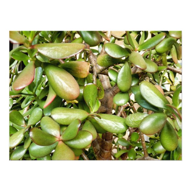 Foto Crassula ovata (Frente)