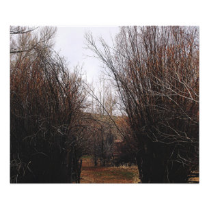 Foto Crecimiento excesivo de la Bannack