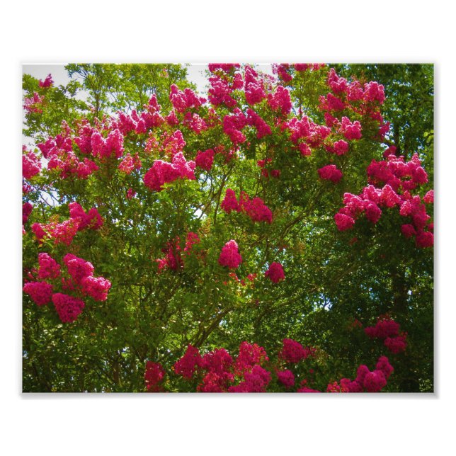 Foto Crepe Myrtle (Frente)
