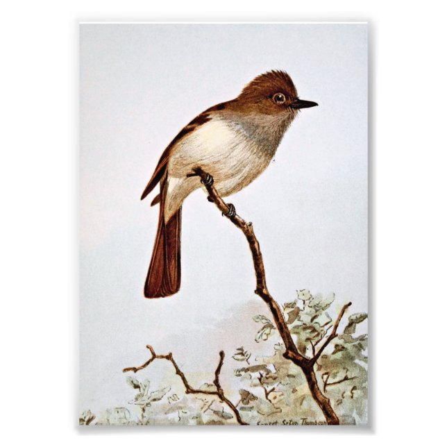 Foto Crested Flycatcher Vintage Art (Frente)