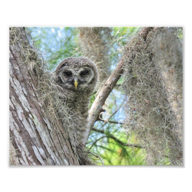 Foto Cría de búho barrado en un árbol (Frente)