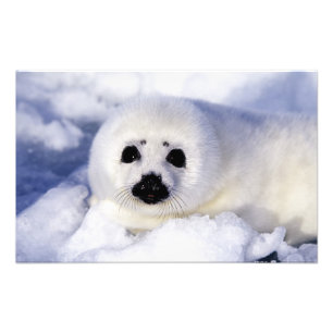 Foto Cría de foca arpa hielo Golfo de San Lorenzo,