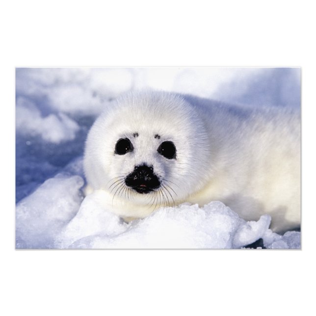 Foto Cría de foca arpa hielo Golfo de San Lorenzo, (Frente)