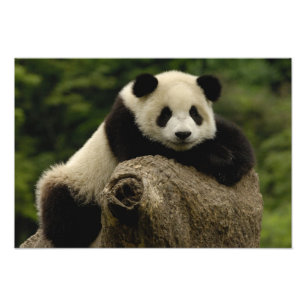Foto Cría de panda gigante (Ailuropoda melanoleuca)