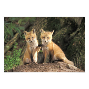 Foto Cría de zorro rojo frente a la guarida Vulpes vulp