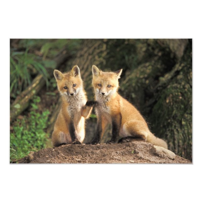 Foto Cría de zorro rojo frente a la guarida Vulpes vulp (Frente)