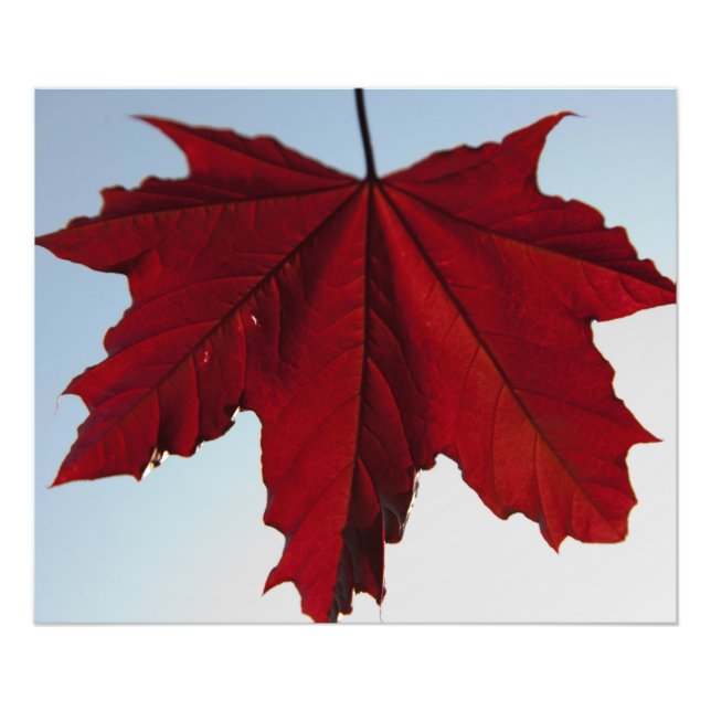 Foto Crimson King Maple Leaf de Noruega (Frente)