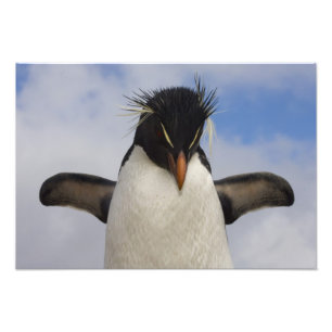Foto Crisocome del Rockhopper Penguin Eudyptes