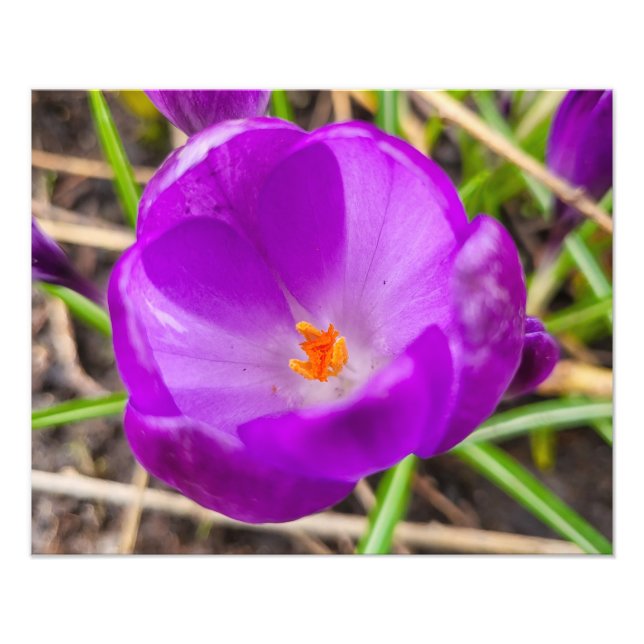 Foto Crocus (Frente)