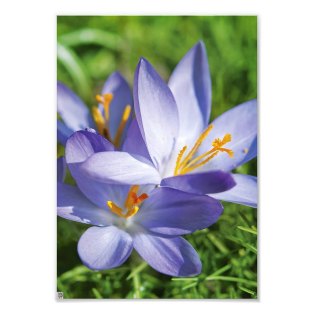 Foto Crocus (Frente)