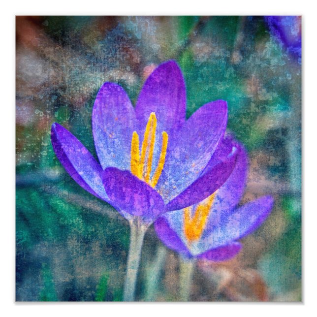 Foto Crocus (Frente)