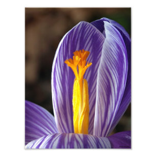 Foto Crocus Blossom - Impresión Bella Artes