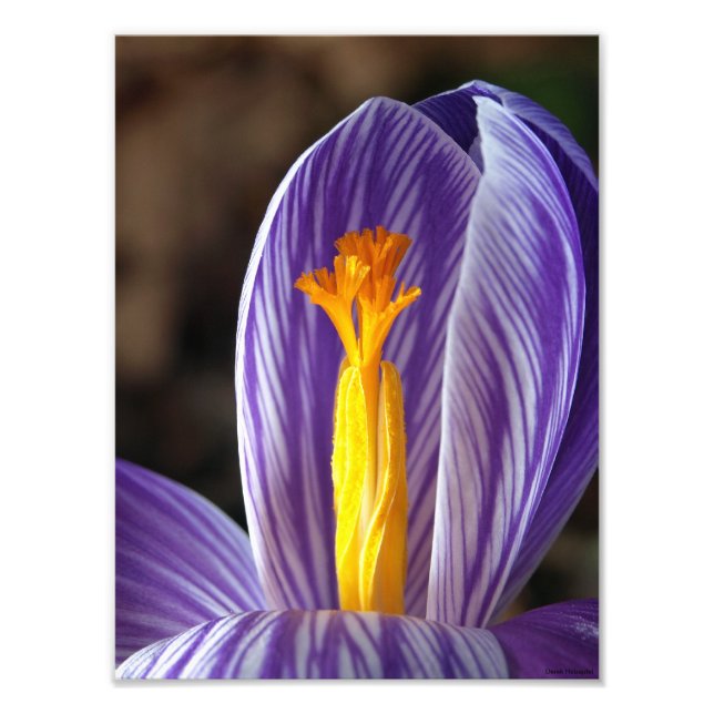 Foto Crocus Blossom - Impresión Bella Artes (Frente)