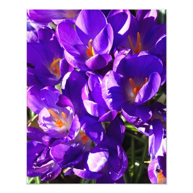 FOTO CROCUS DE PRIMAVERA (Frente)