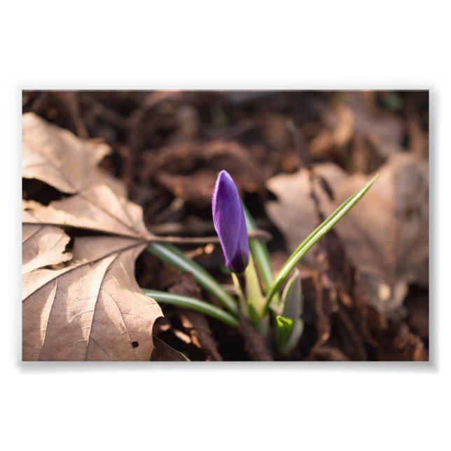 Foto Crocus en marcha (Frente)